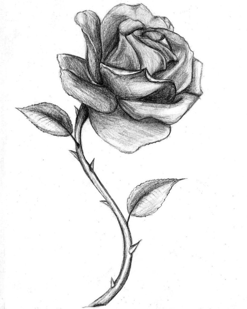 Gambar Pagi Bunga Catatan Kosong Sketsa Mawar Cantik Gambar Di